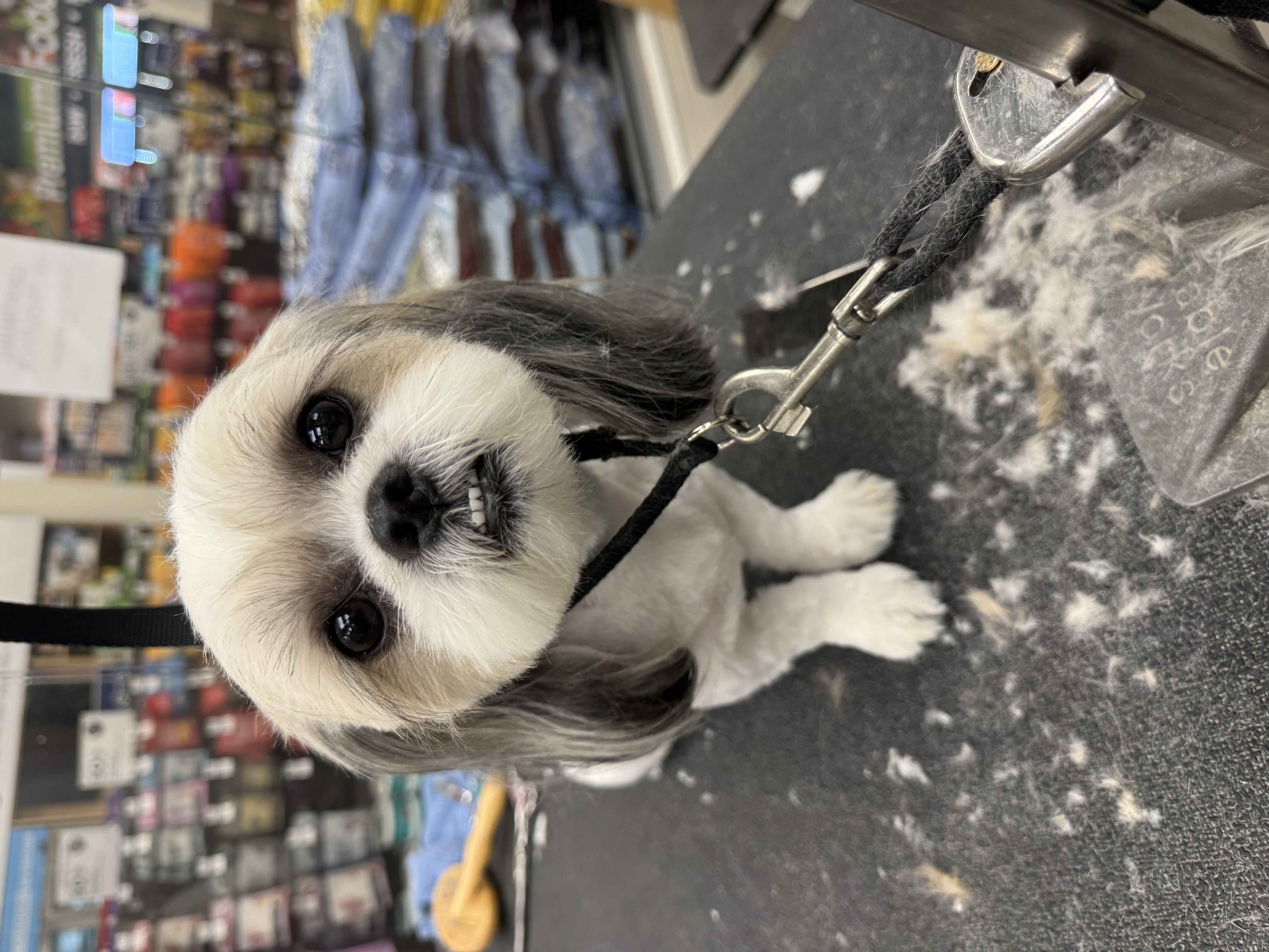 Dog gallery photo 10