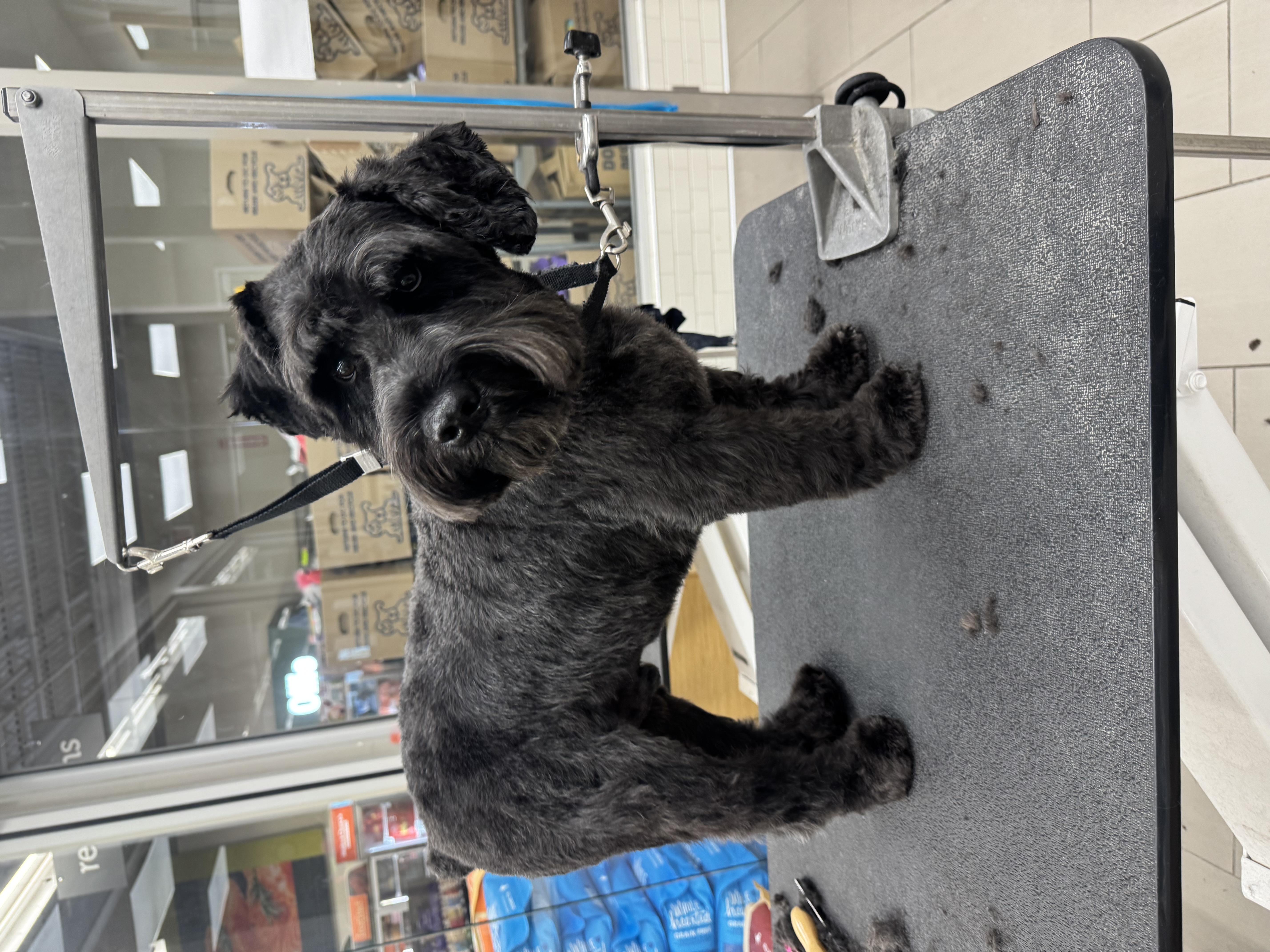 Dog gallery photo 11