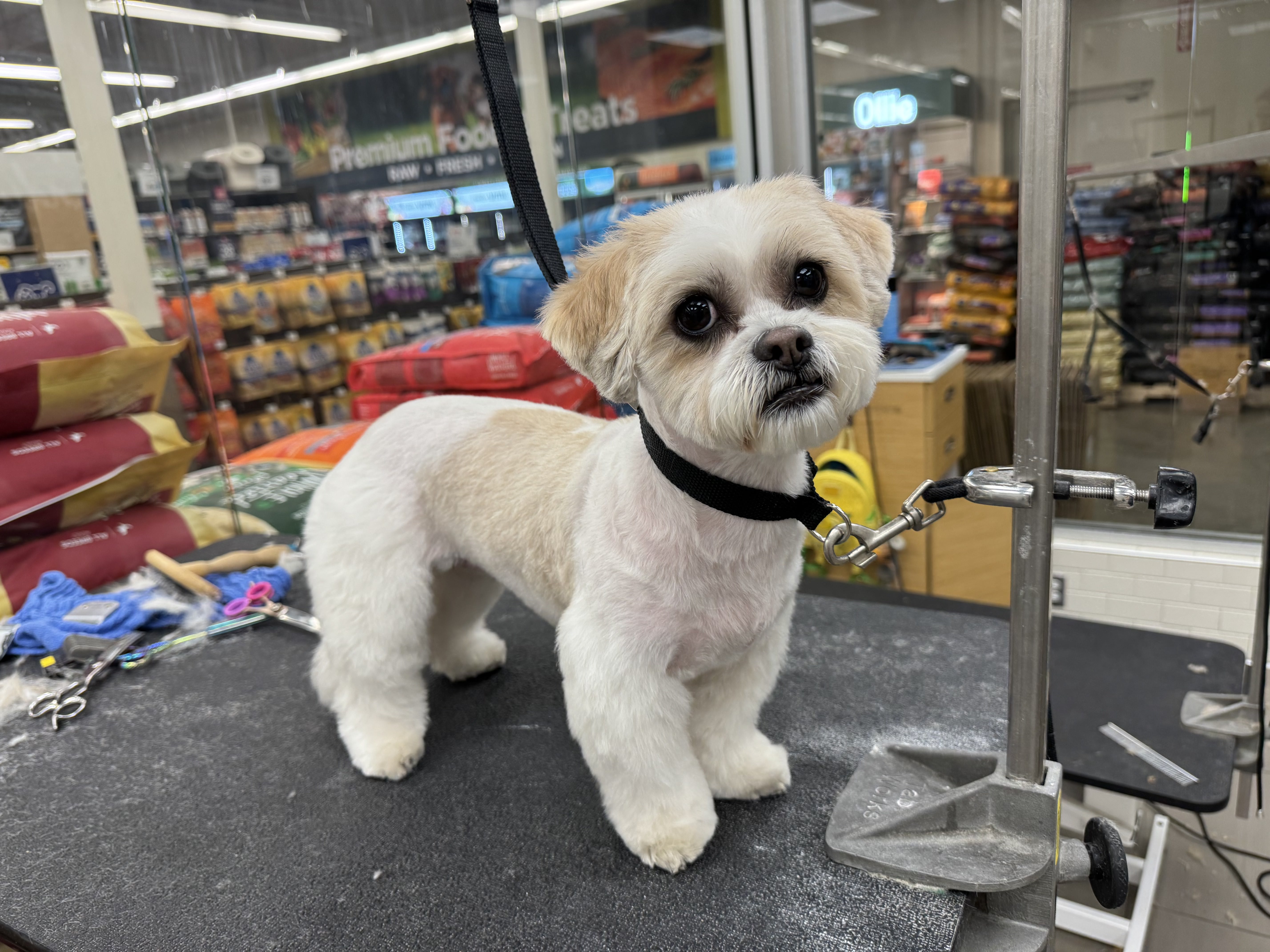 Dog gallery photo 12